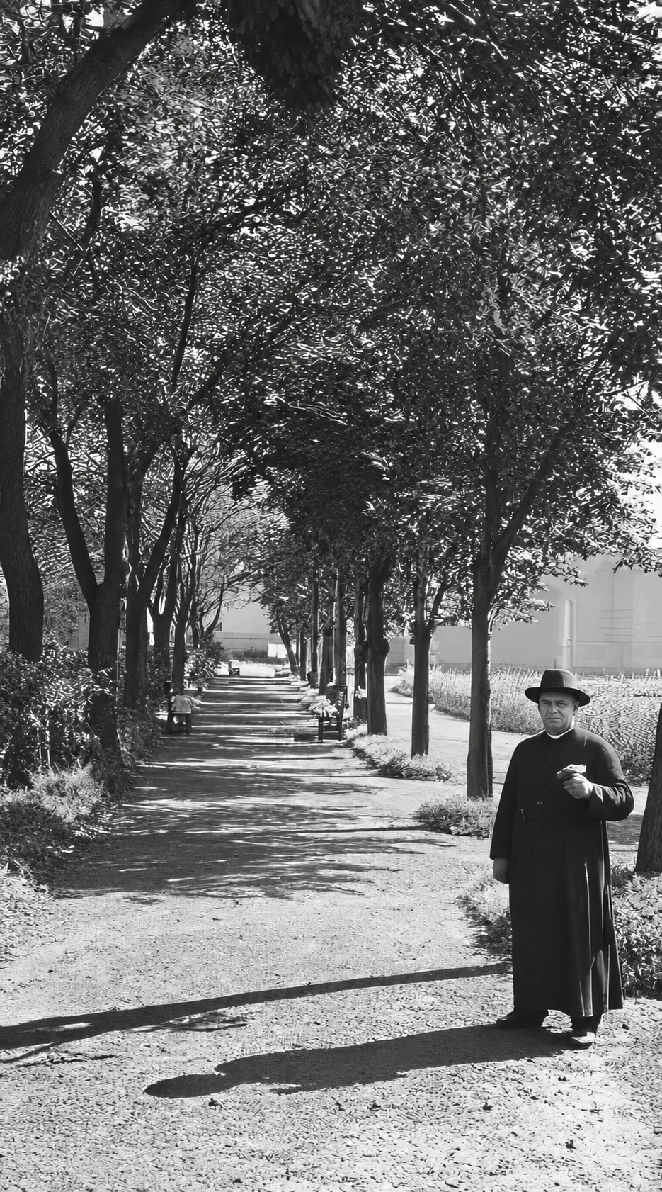 Tree-lined path
